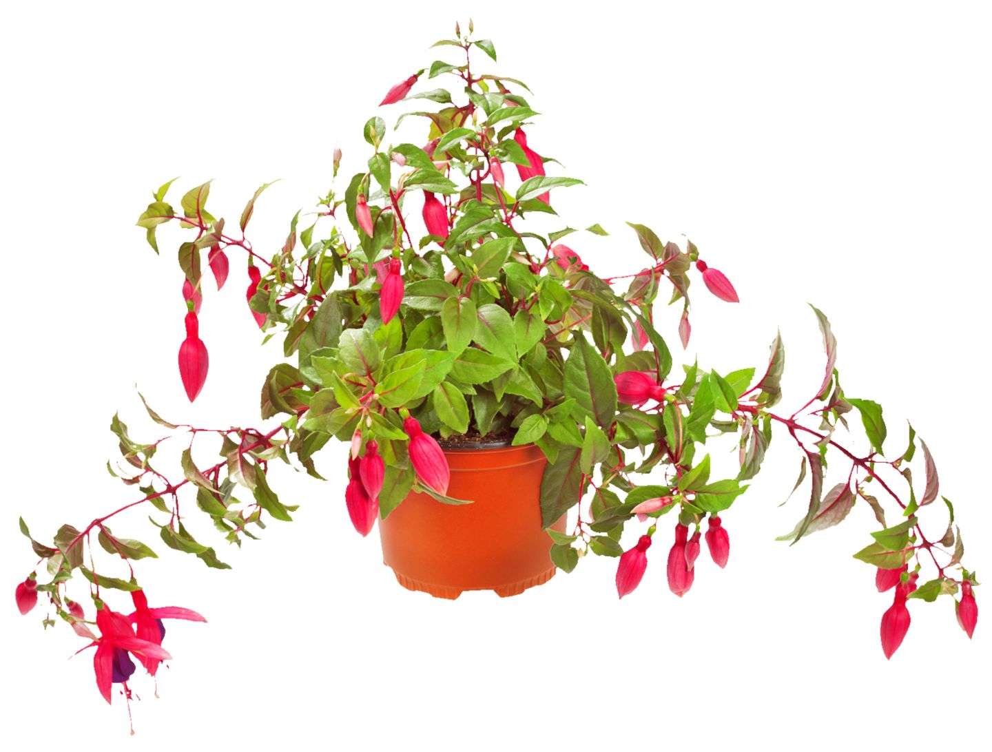 Fuksia previslá (Fuchsia-Hybr.)