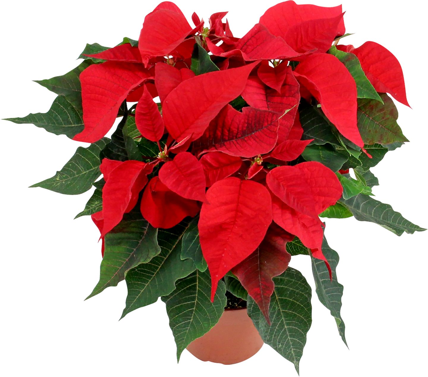 Vánoční hvězda Euphorbia pulcherrima