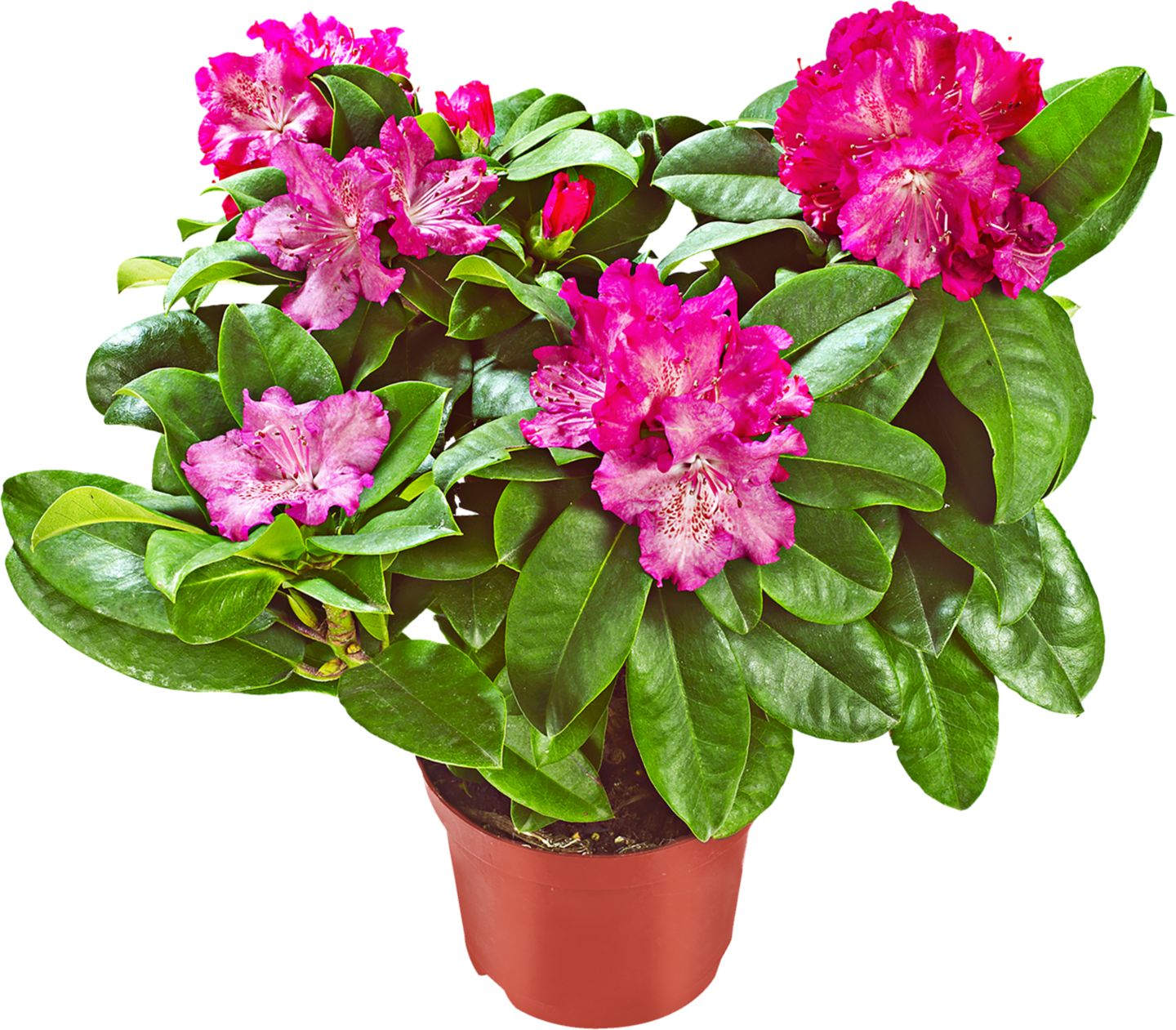 Rododendron 