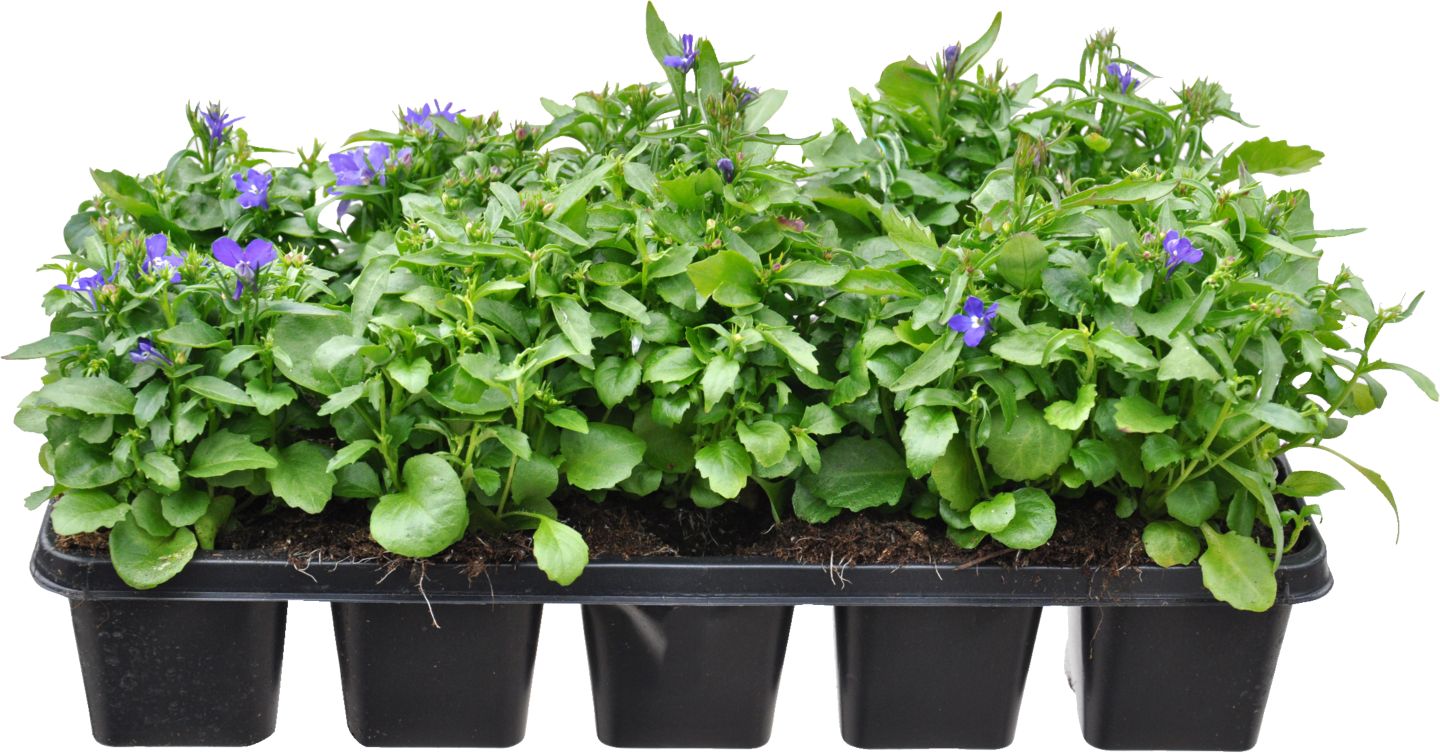 Lobelie erinus 10 pack 
