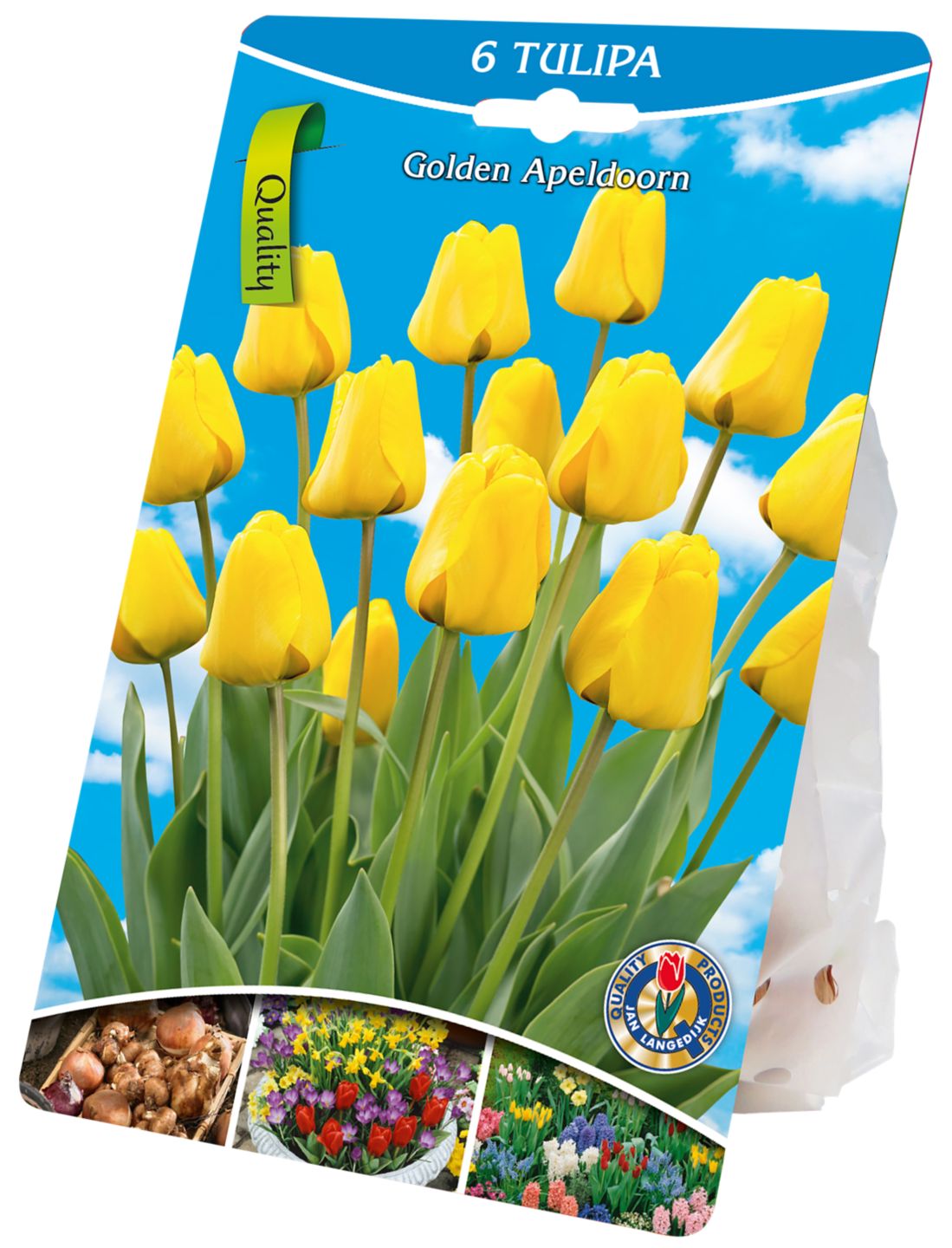Cibulky květin 6x tulipány Golden Apeldoorn