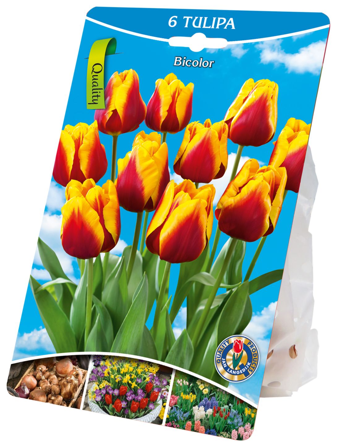 Cibulky květin tulipán Bicolor 6x