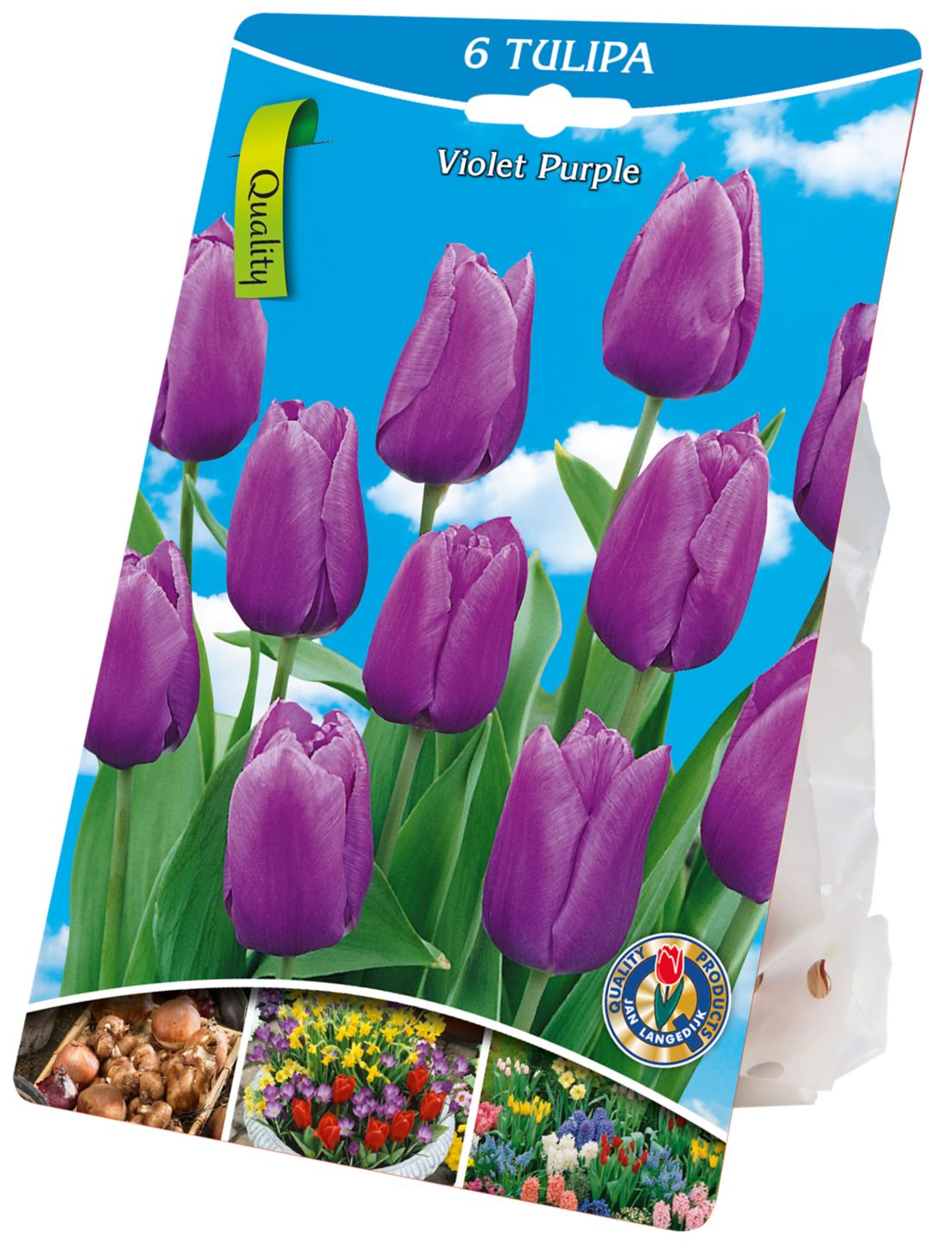 Tulipány fialové 6ks