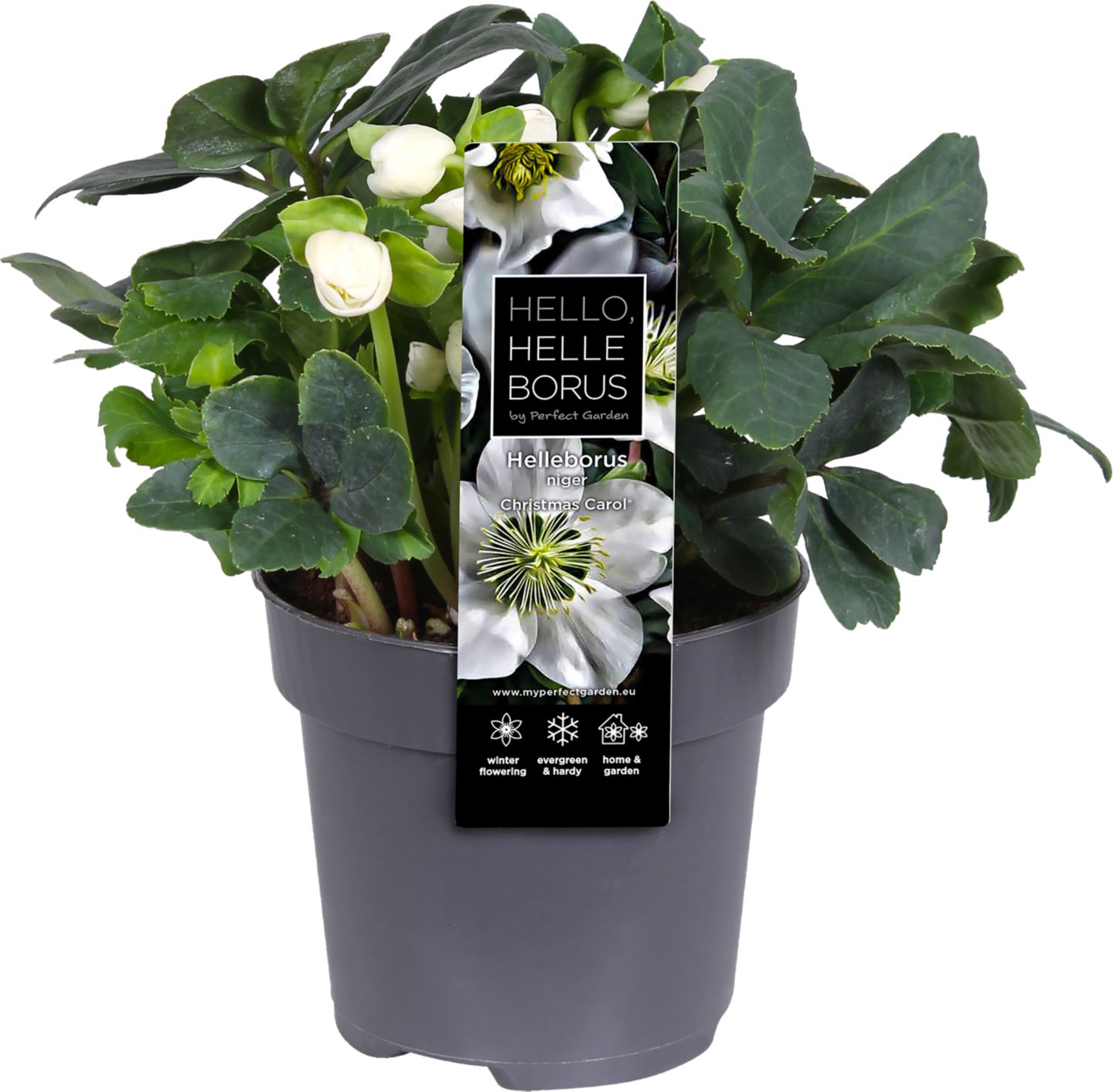 Čemeřice Helleborus