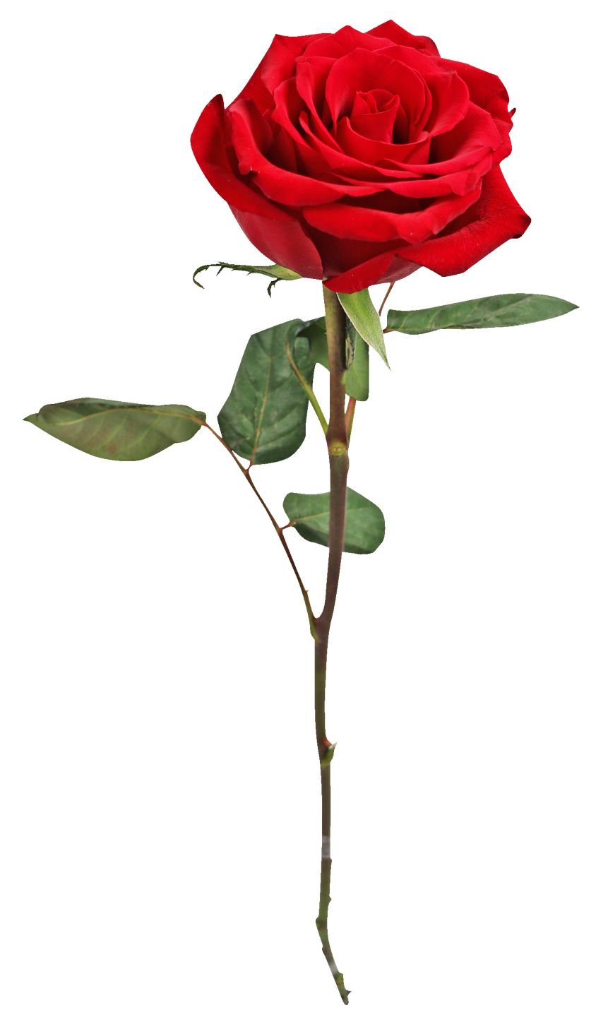 Изображение на Червена роза 60 см