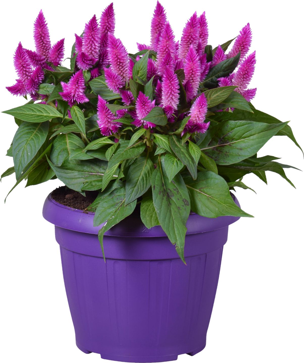Plamenník (Celosia)