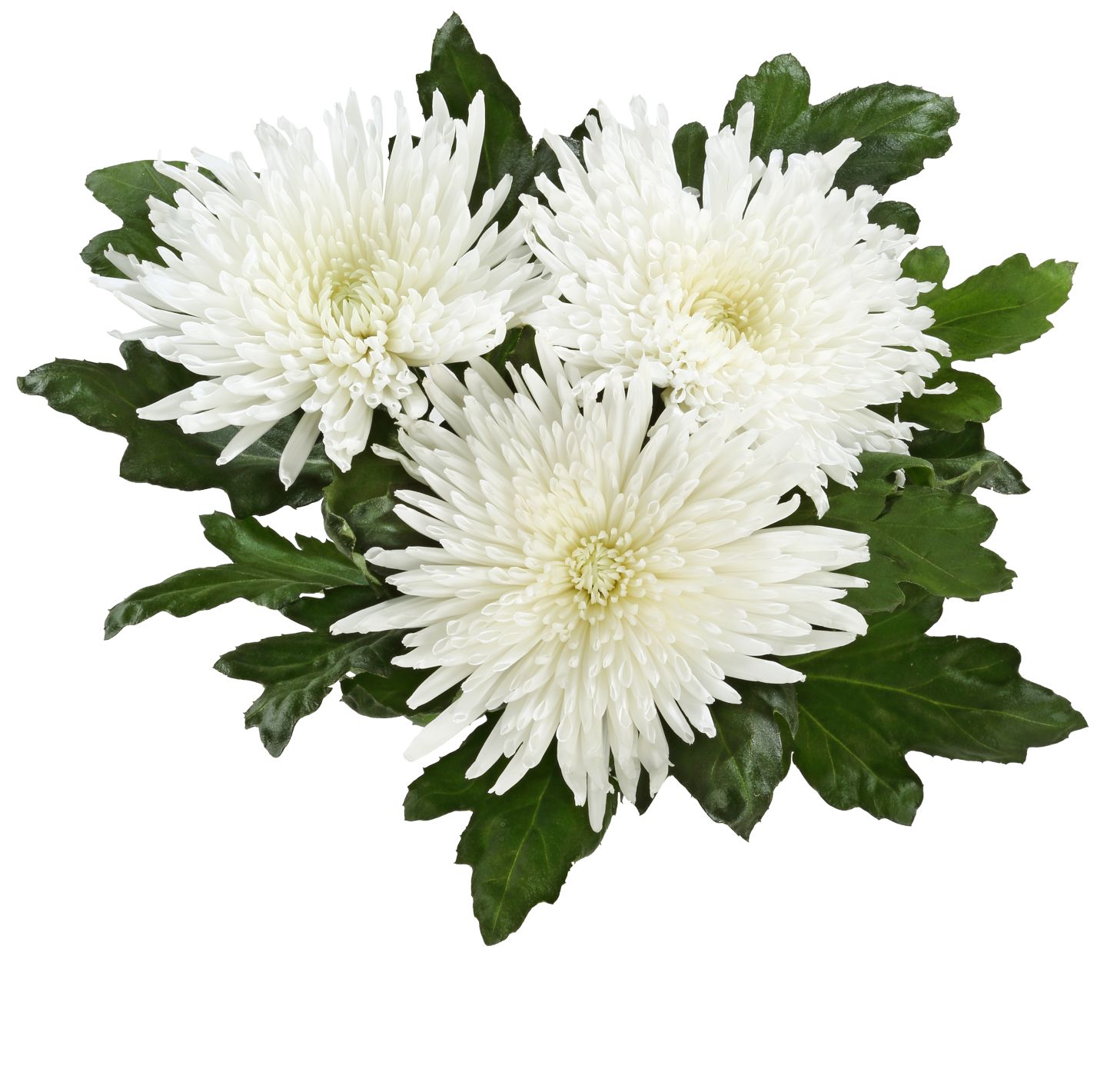 Krizanteme MPC 10.9.2026=3,99€