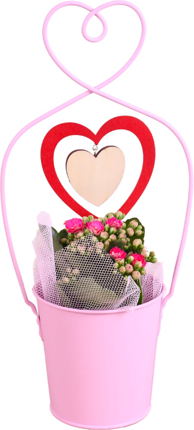 Kalanchoe v košíku 