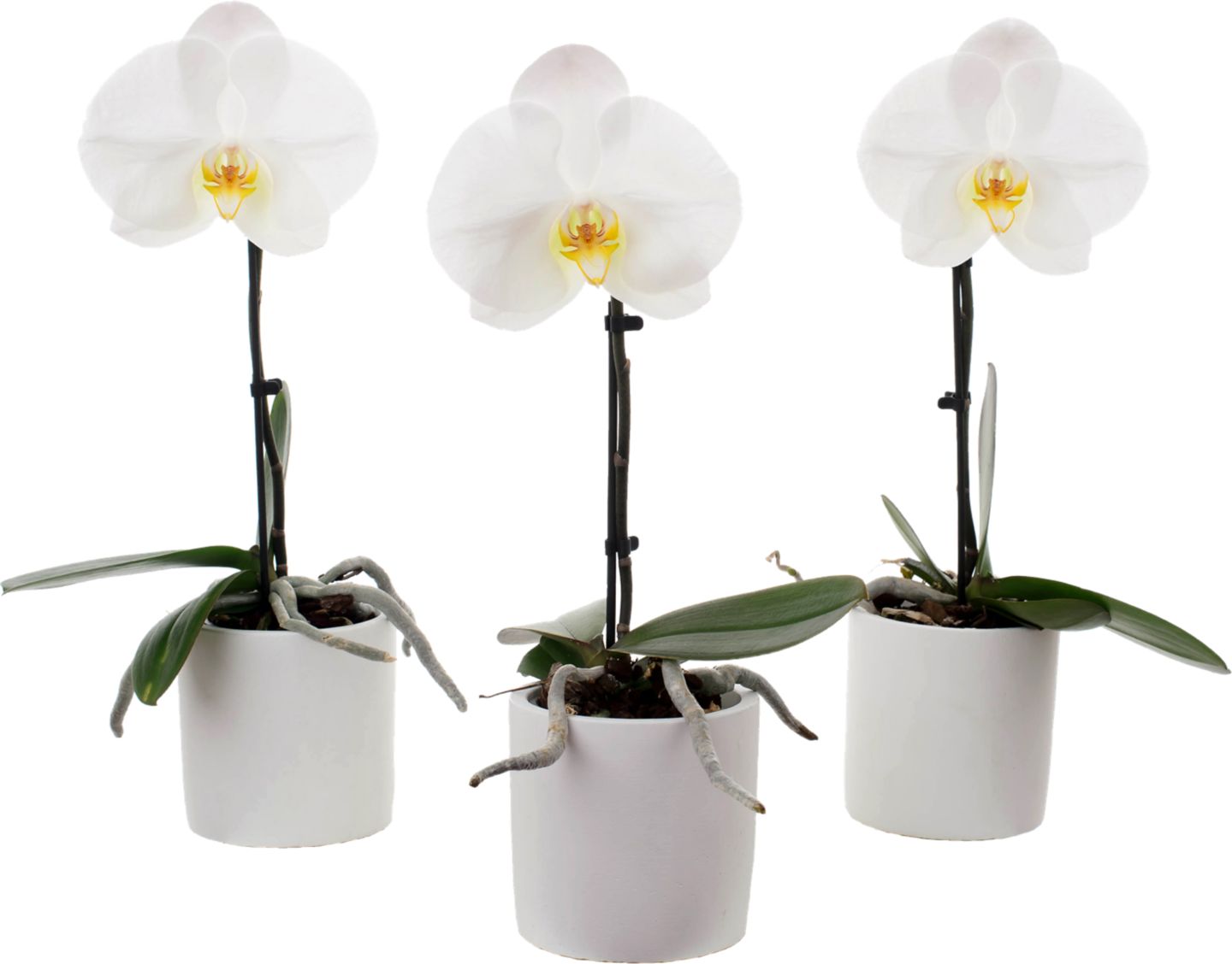 Orchidea Phalaenopsis "Singolo"
v keramickém květináči