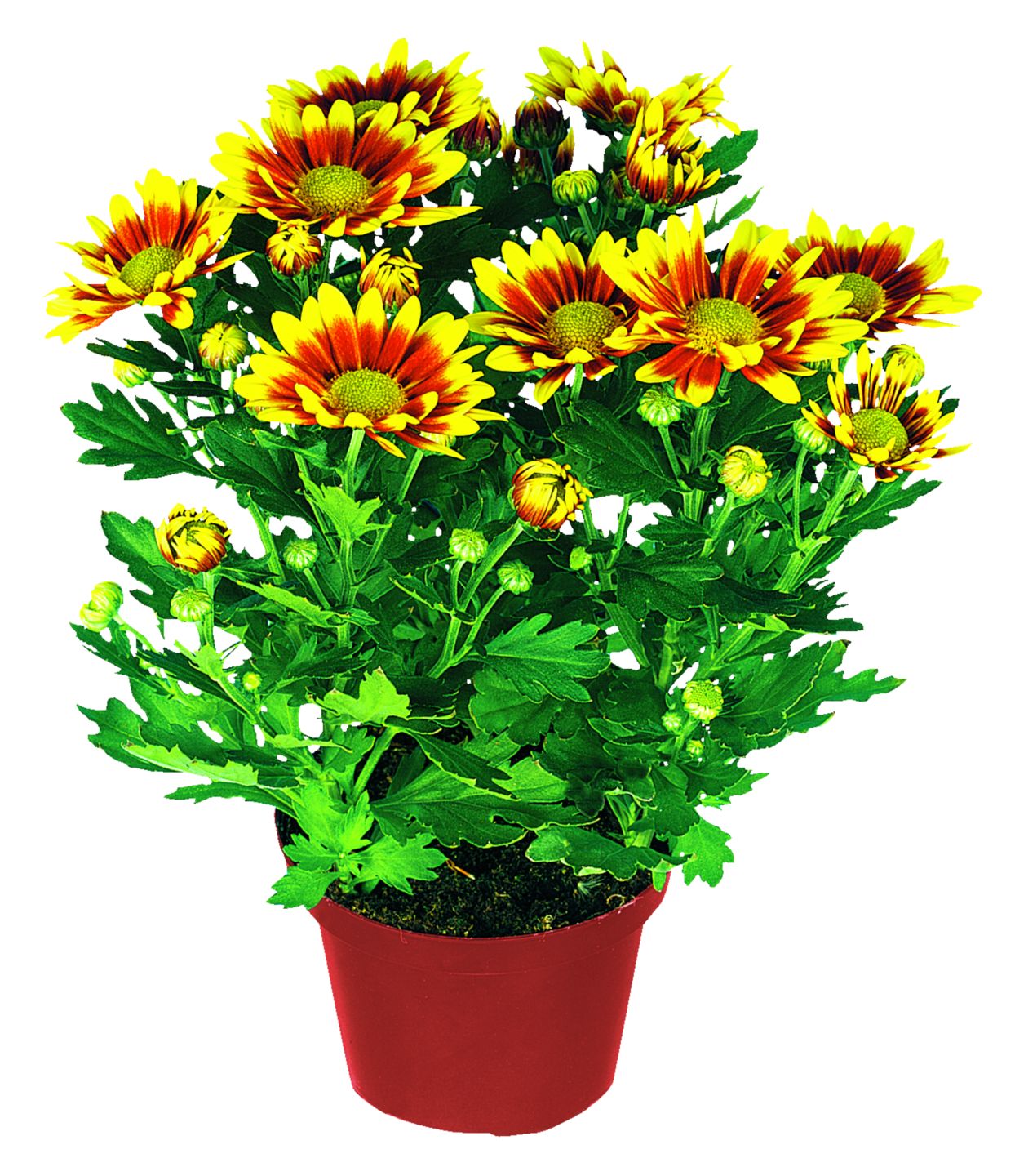 Chryzantéma "Exclusive" (Chrysanthemum)
priemer kvetináča: 12 cm