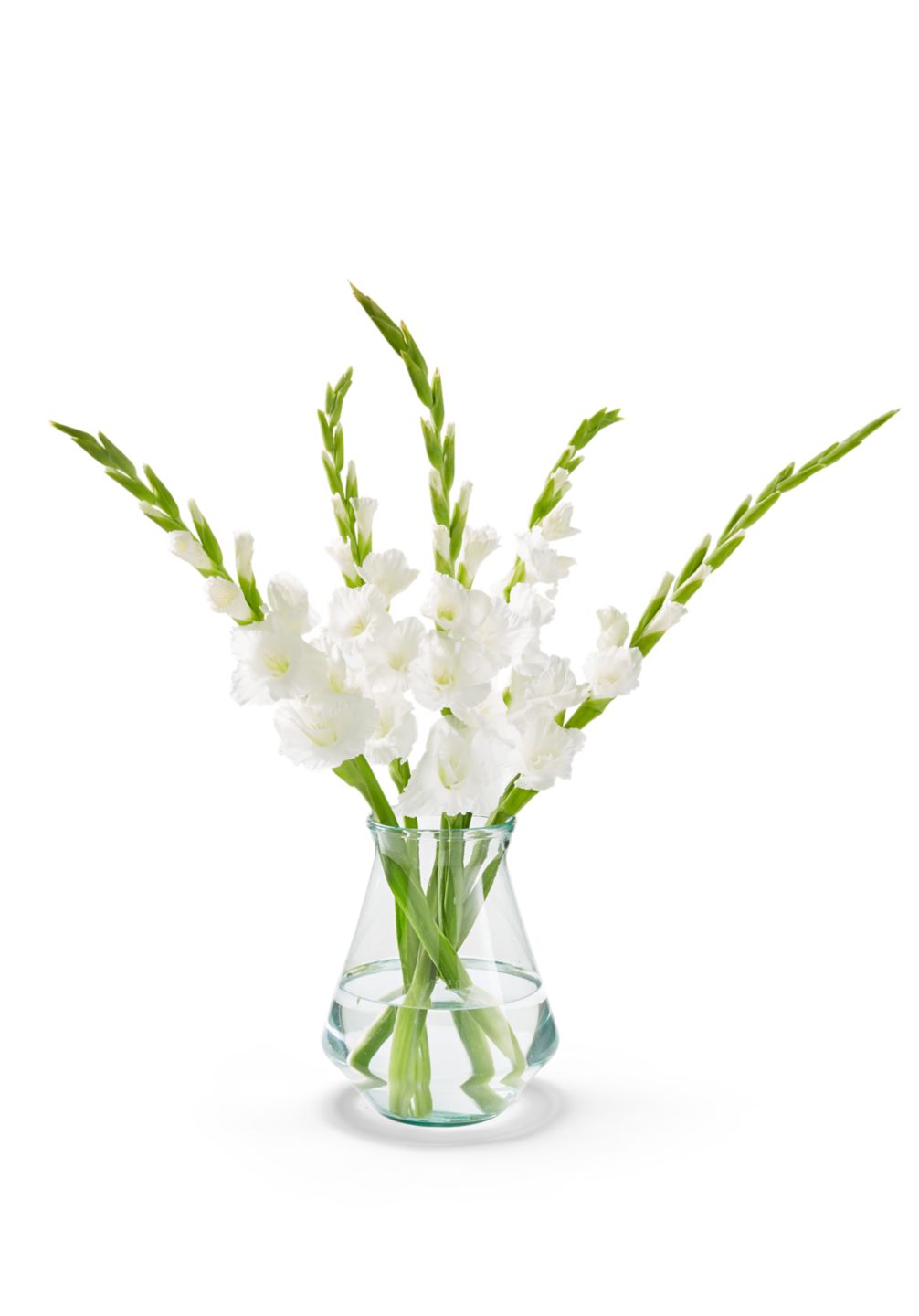 Gladiole 