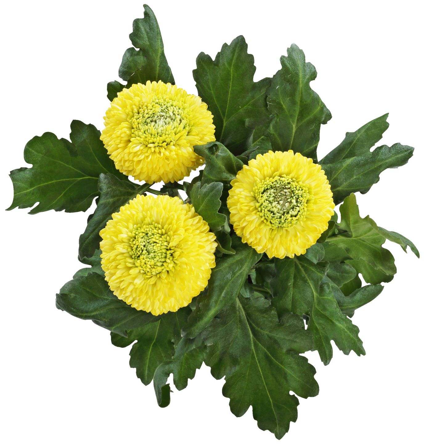 Krizanteme MPC 10.9.2026=5,99€