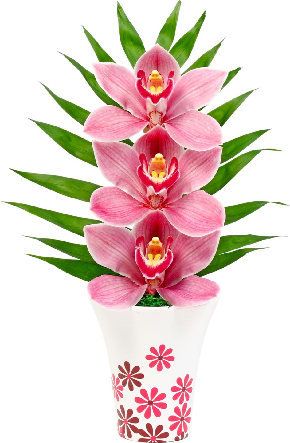 Orchidea Cymbidium 3 květy dárkové balení