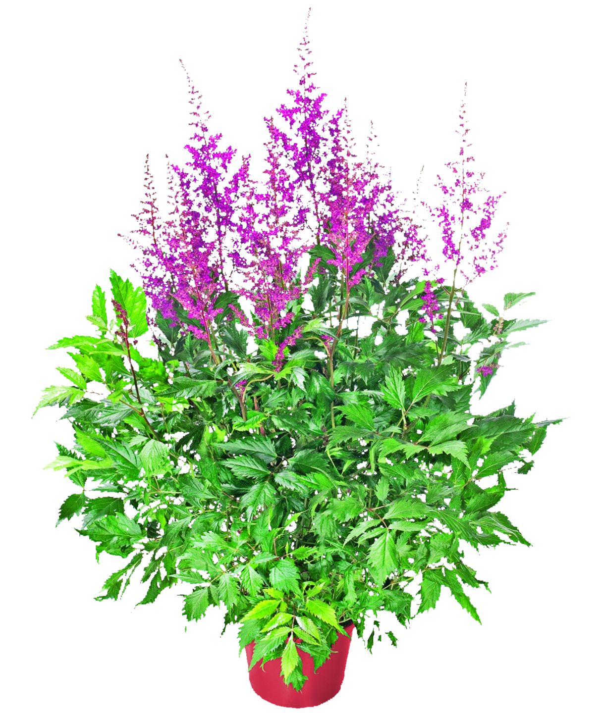 Astilba (Astilbe hybrid)