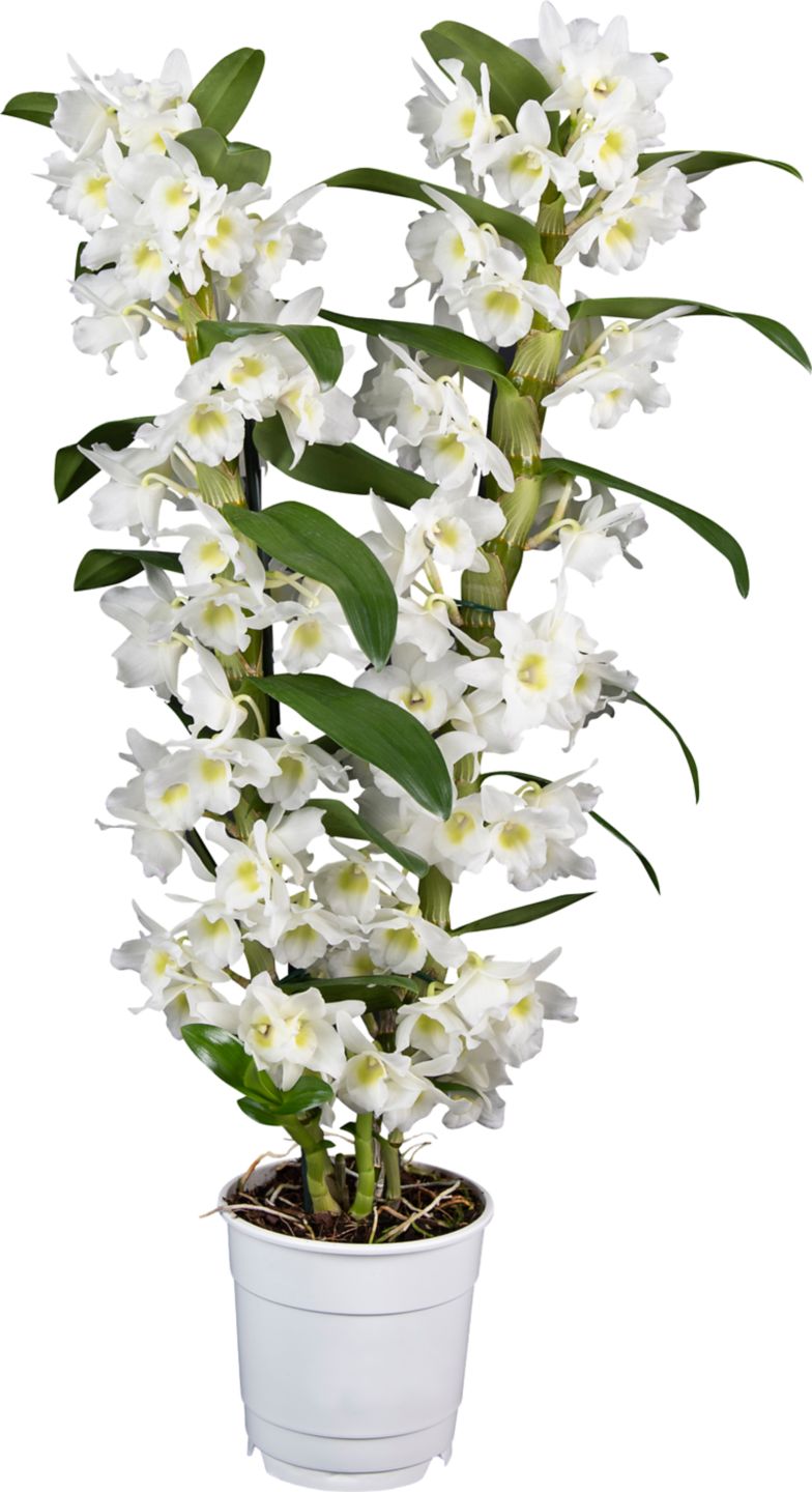 Orchidea  - Dendrobium 2 výhony