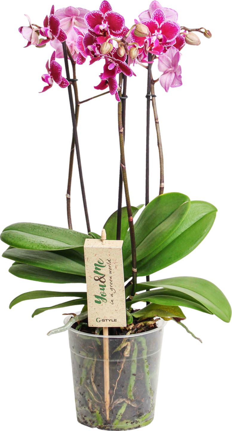 Orchidea Multiflóra (Phalaenopsis Multiflora)