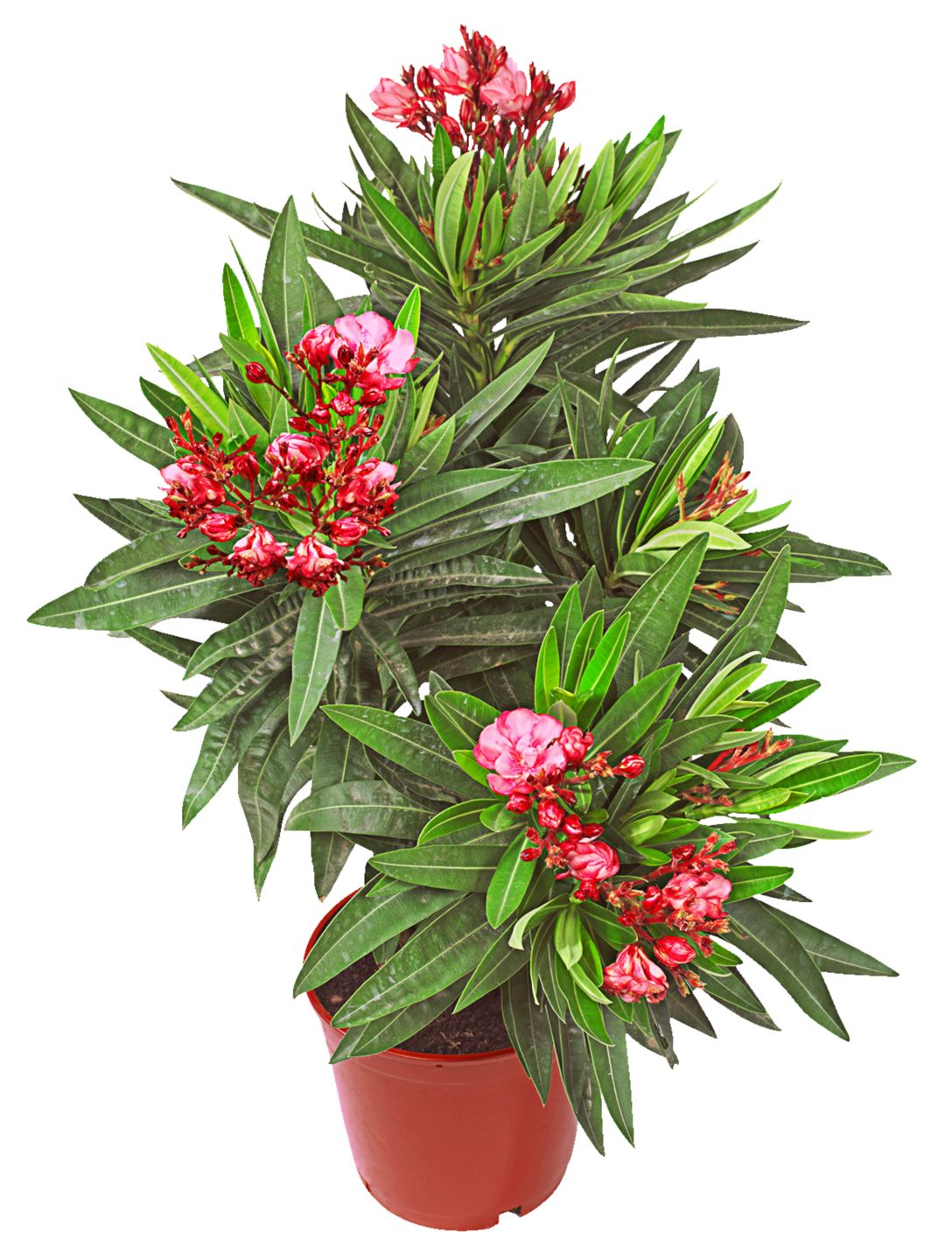 Oleander 