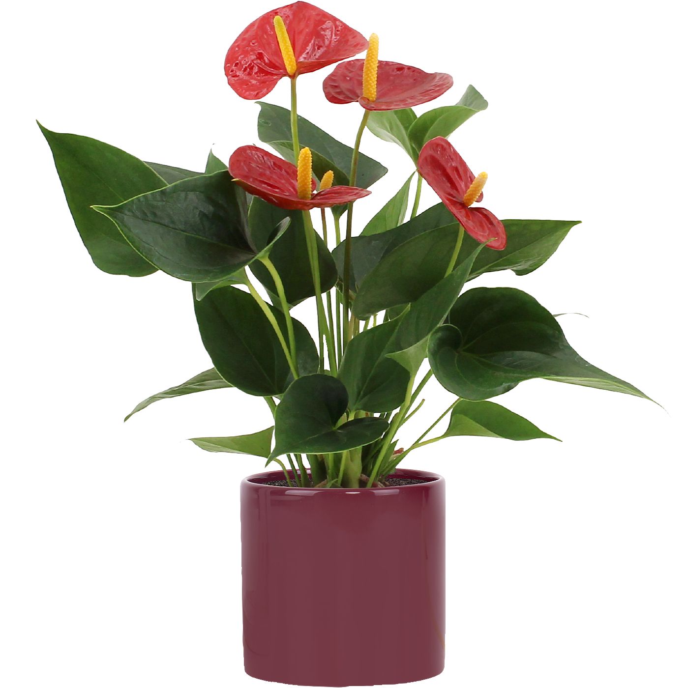 Antúrium v keramickom kvetináči