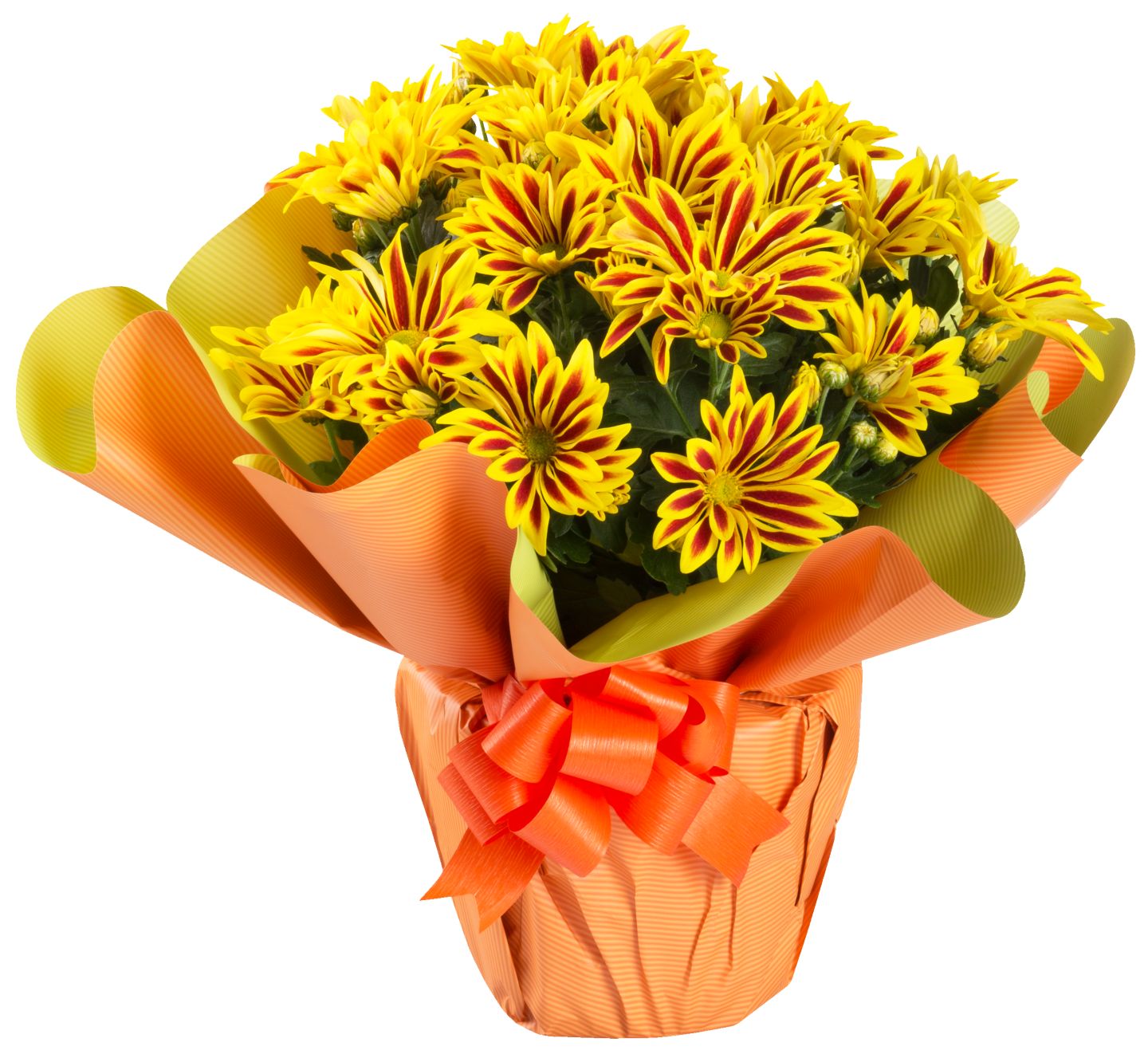 Chryzantéma v manžete (Chrysanthemum)
priemer kvetináča: 14 cm