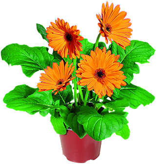 Gerbera wys. ok. 15- 20 cm