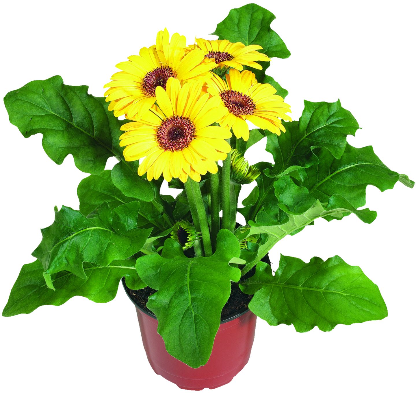 Gerbera Jamesonova (Gerbera jamesonii)
priemer kvetináča: 9 cm