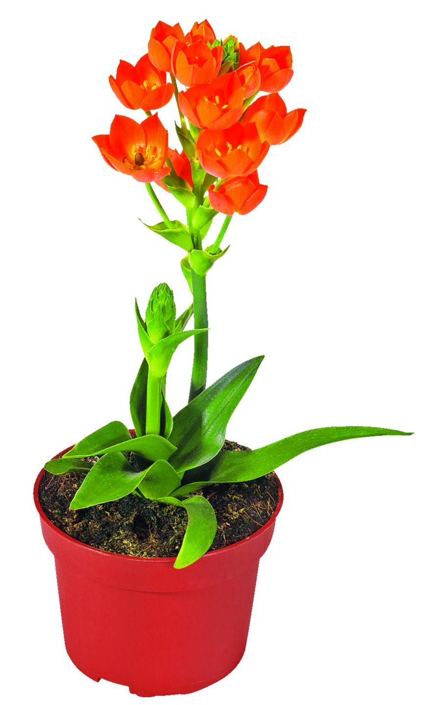 Ornitogalum dubium (Ornithogalum dubium)
priemer kvetináča: 10,5 cm