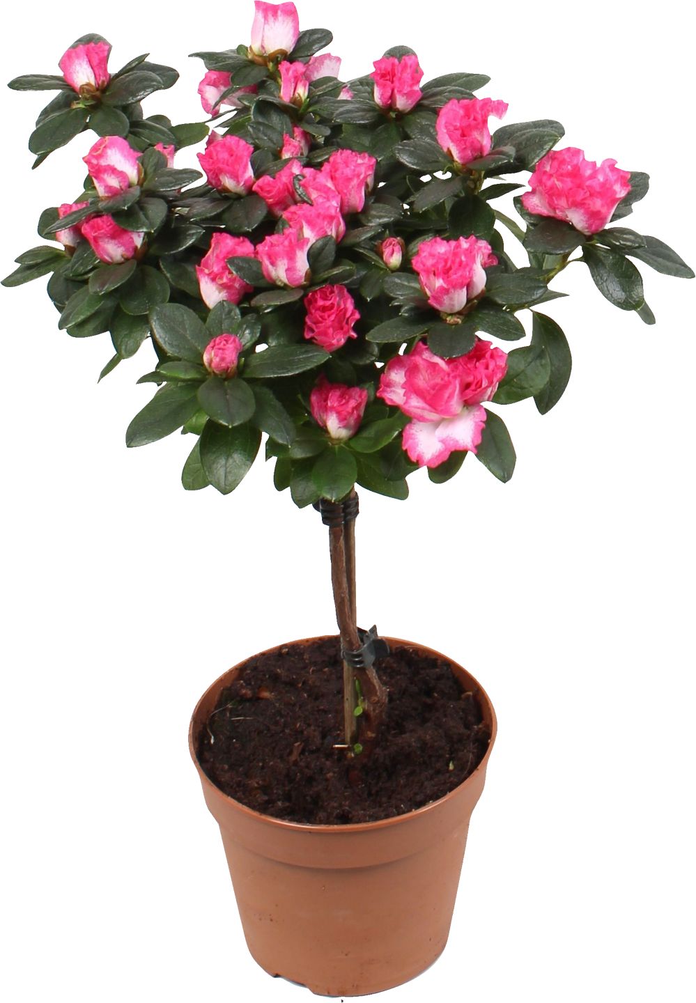 Azalka na kmienku (Rhododendron simsii)