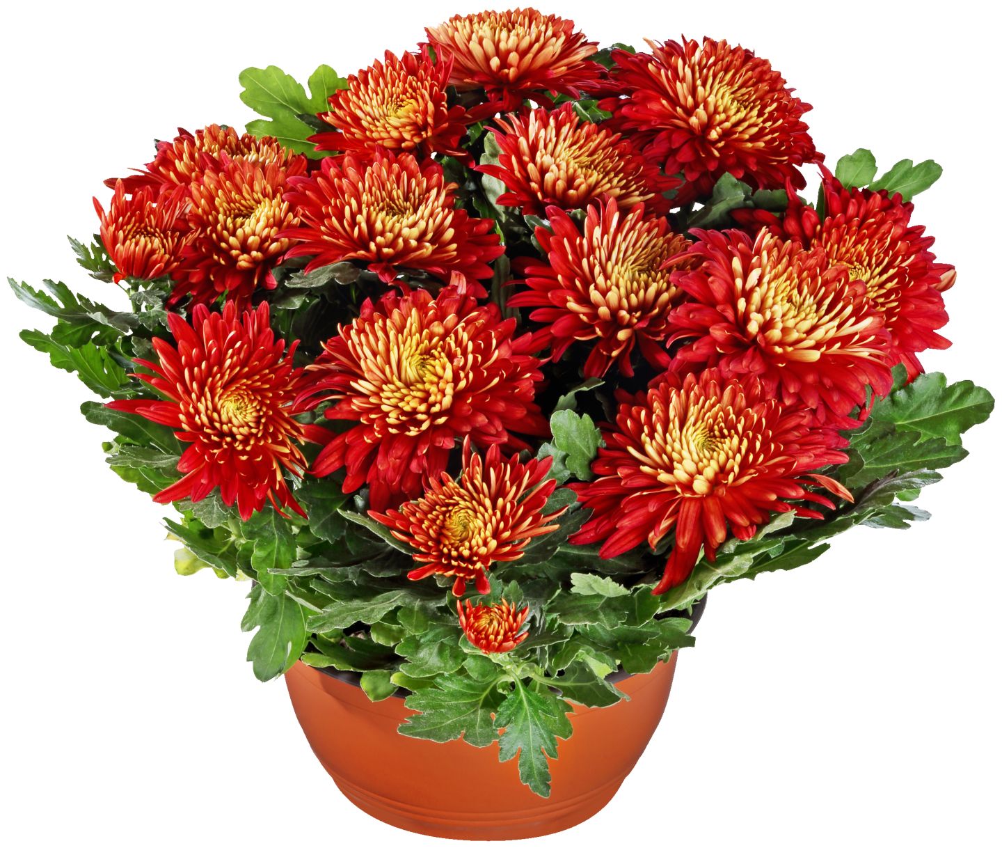 Chryzantéma veľkokvetá v miske
(Chrysanthemum Hybrid)