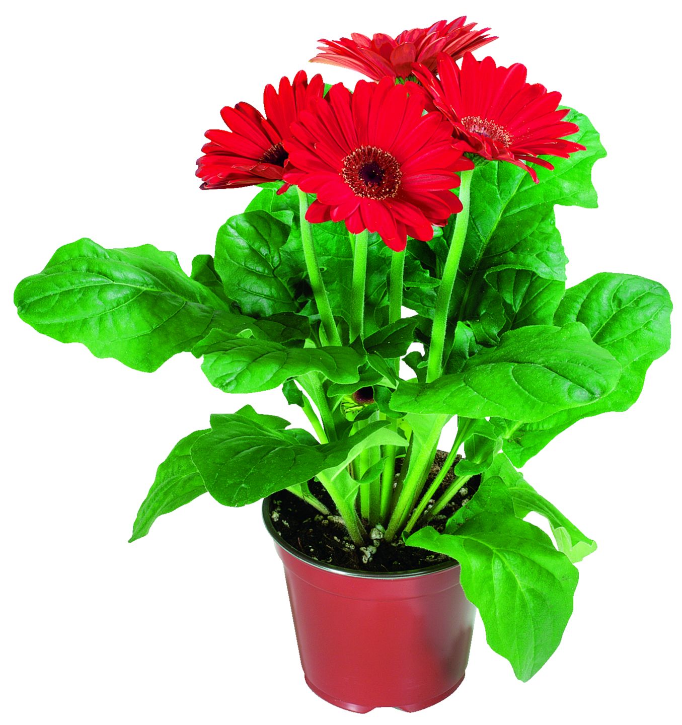 Gerbera 