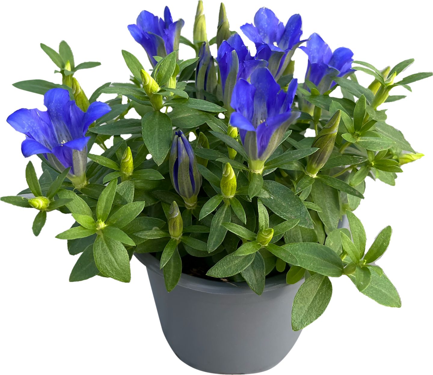 Hořec Gentiana scabra