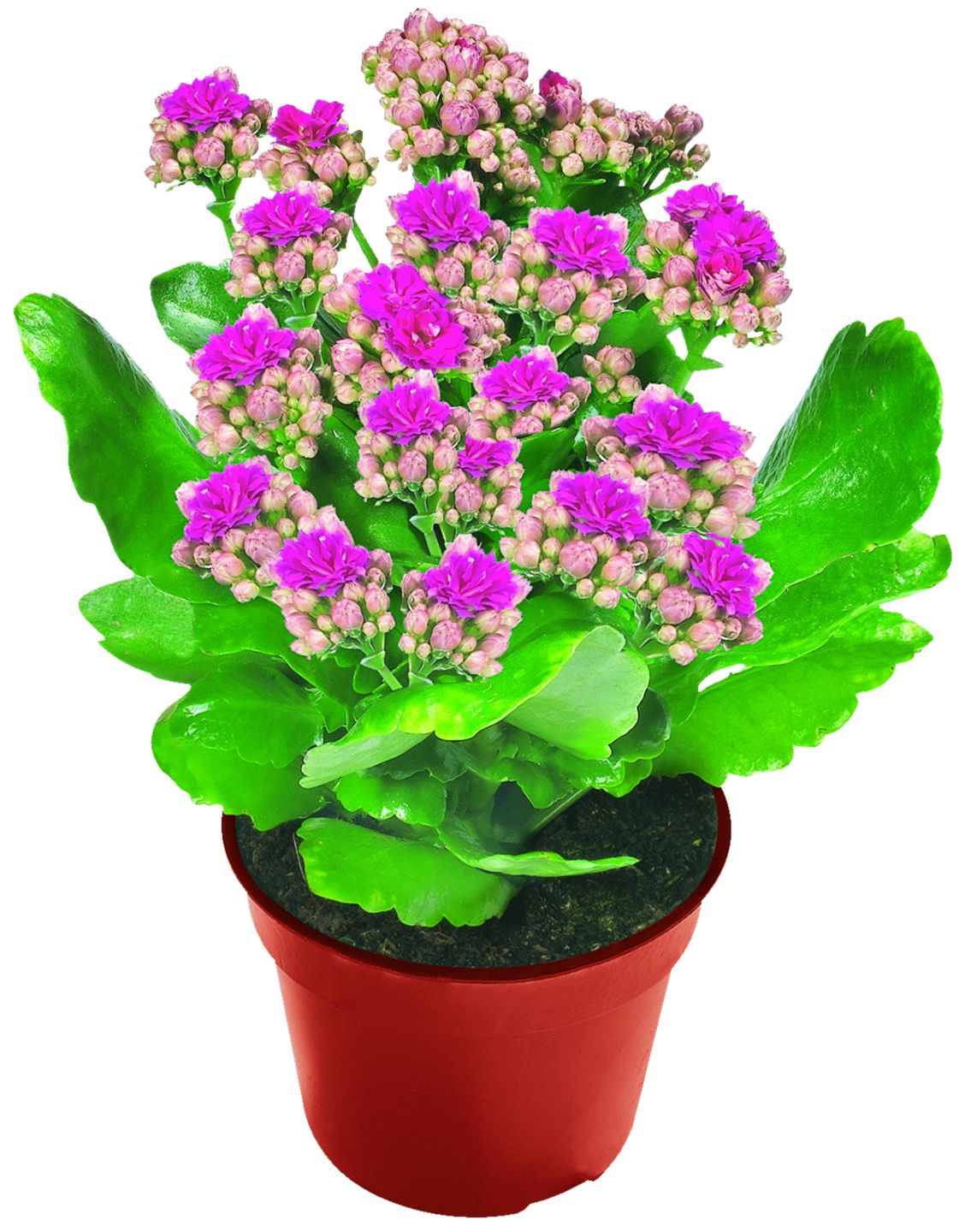 Kalanchoe śr. don. 12cm