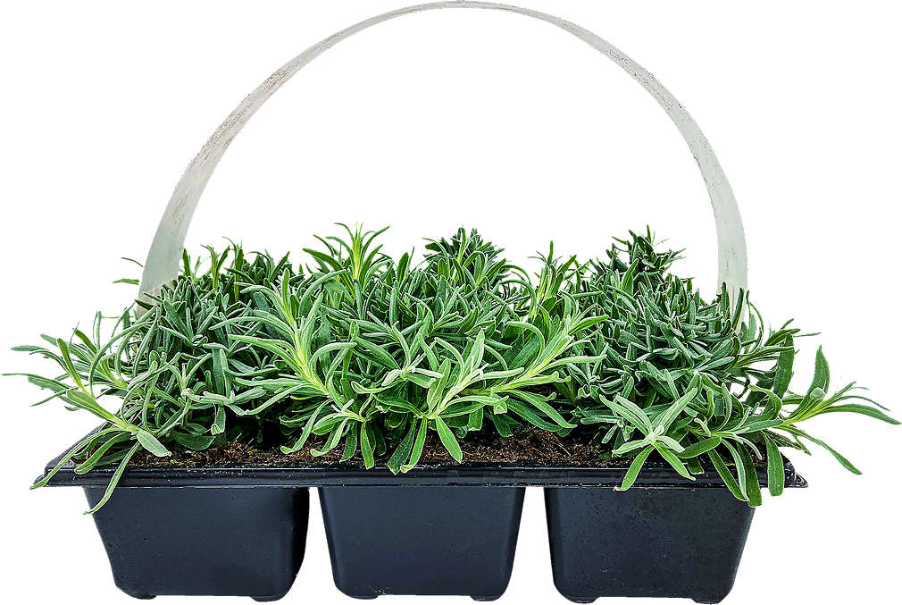 Zobrazenie výrobku Levanduľa úzkolistá (Lavandel angustifolia)