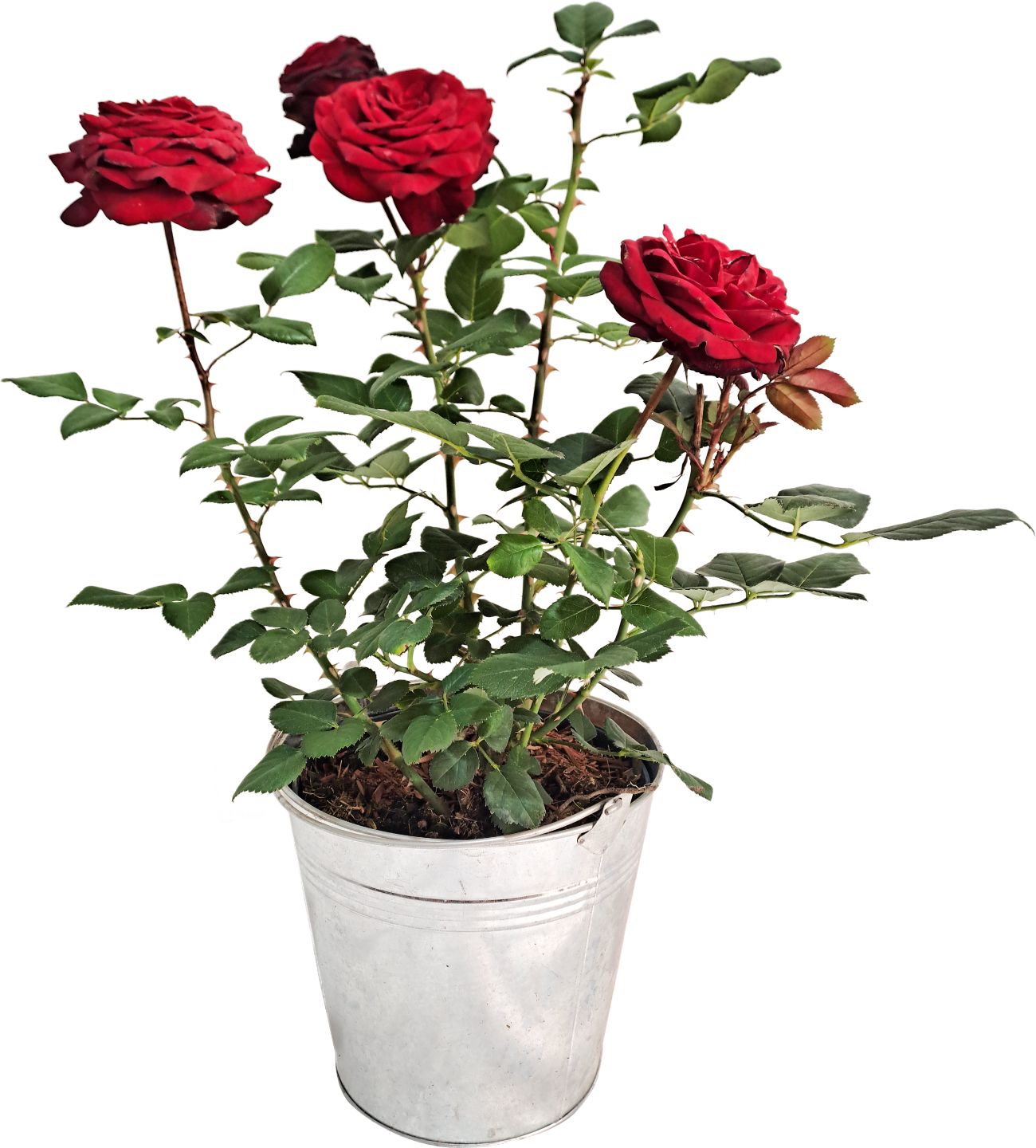 Ruža ker v zink. kvetináči (Rosa Hybr.)
priemer kvetináča: 19 cm