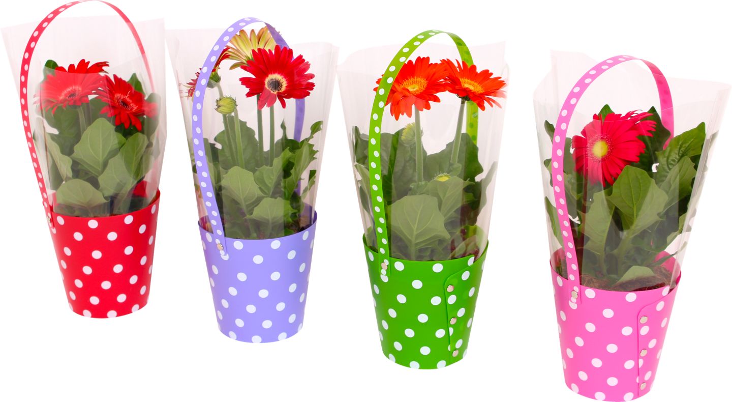 Gerbera v dárkovém balení 