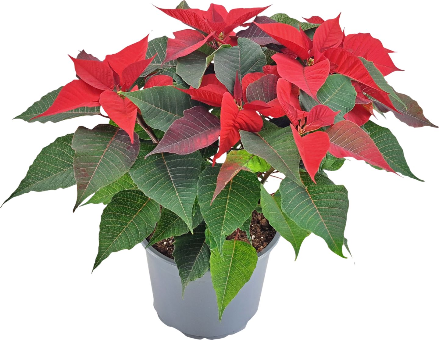 Vianočná hviezda ker (Euphorbia pulcherrima)
priemer kvetináča: 23 cm