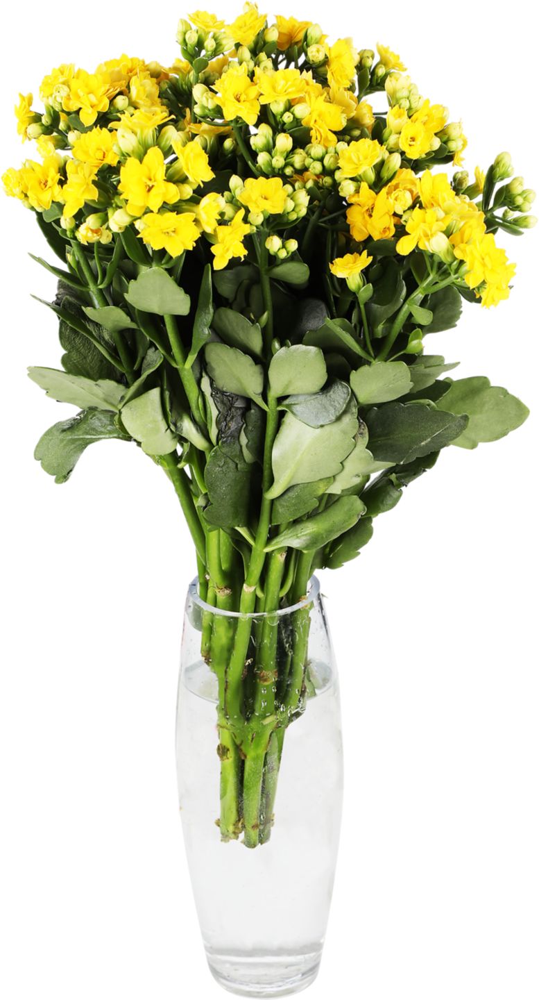 Kytica Kalanchoe 5 stoniek (Kalanchoe)
Dĺžka kytice: 40 cm