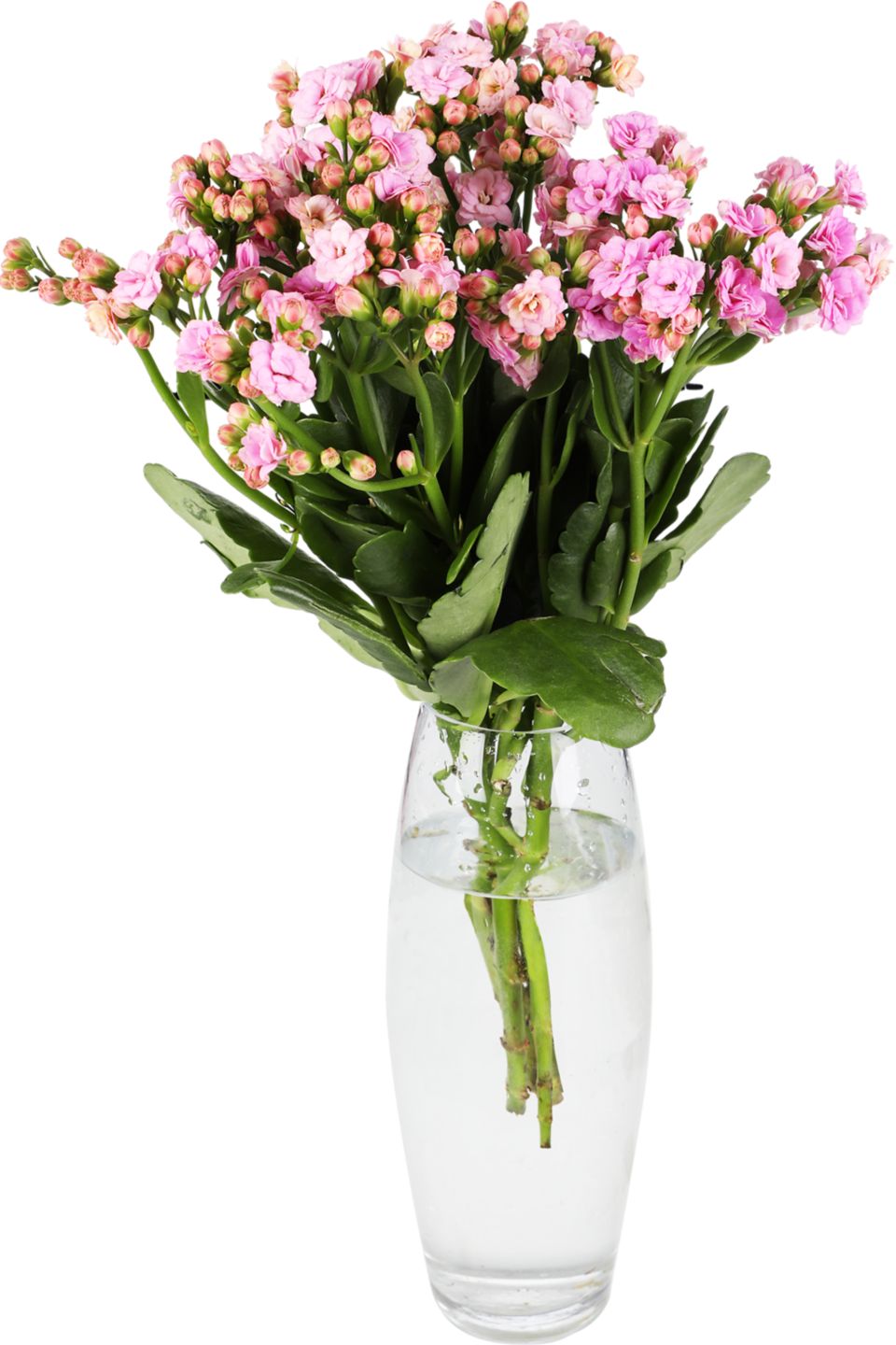 Kytica Kalanchoe 3 stonky (Kalanchoe)
Dlžka kytice: 40 cm