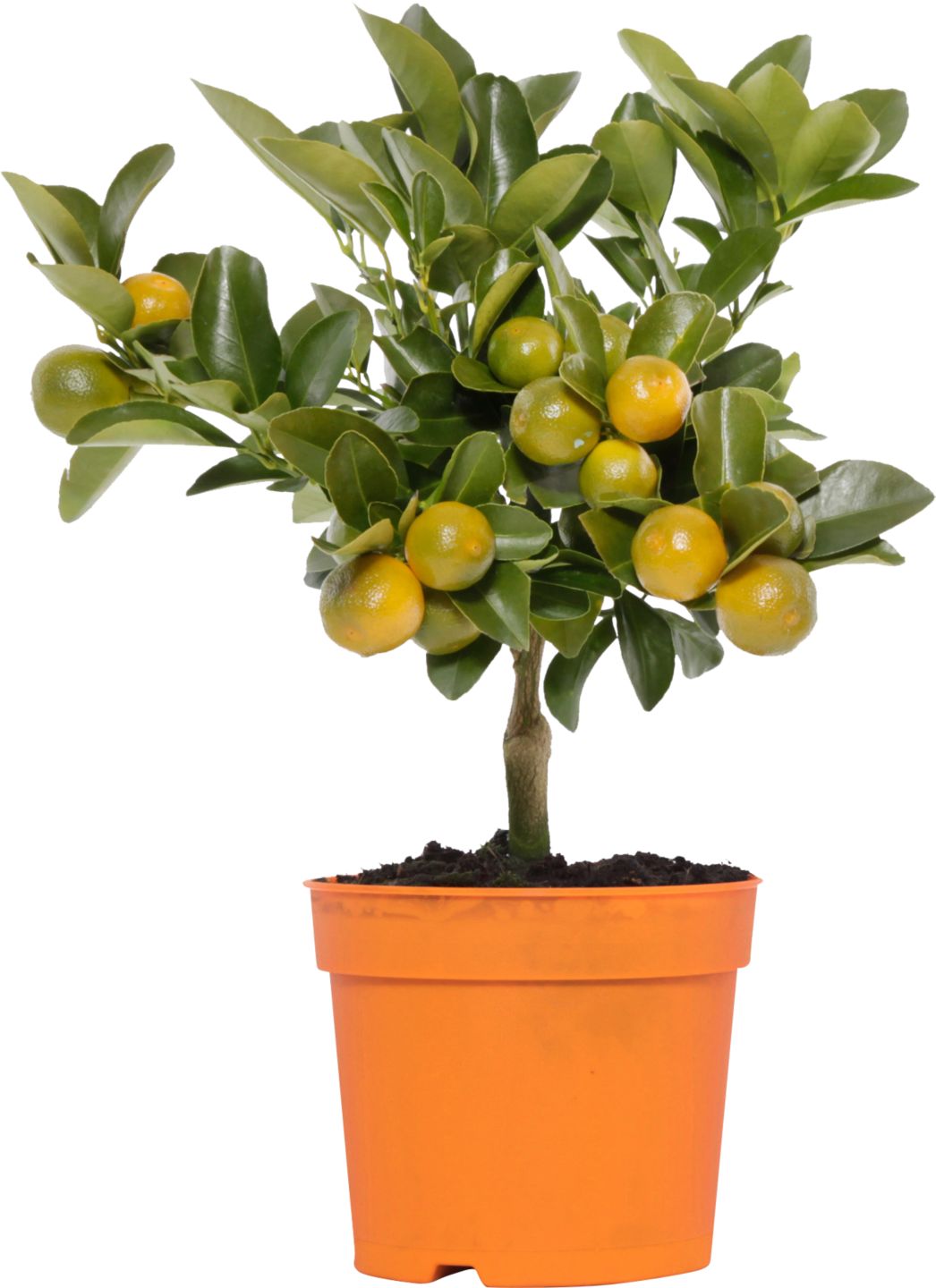 Citrus Calamondin (Calamondin)