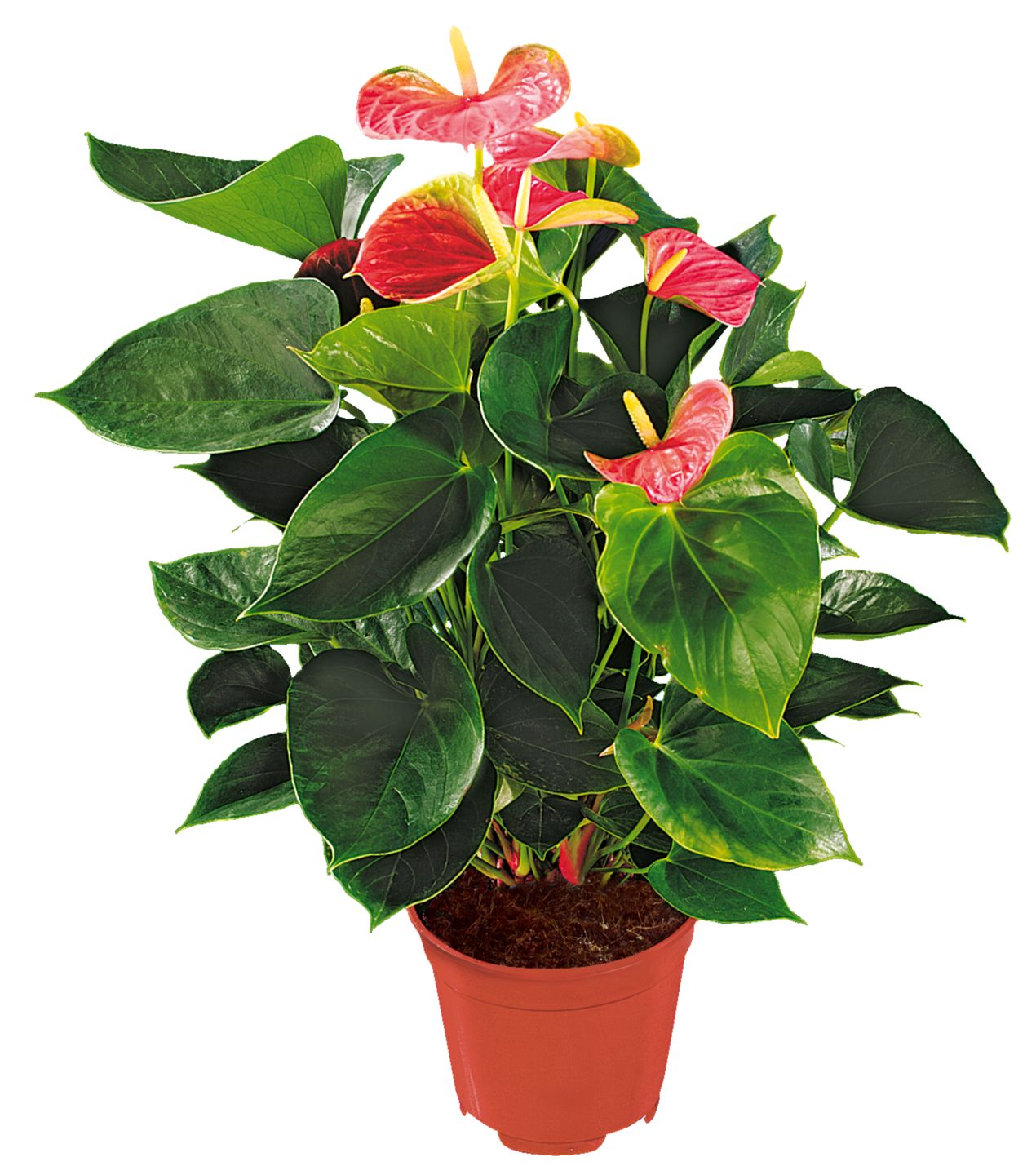 Antúrium Andreanovo (Anthurium andreanum)