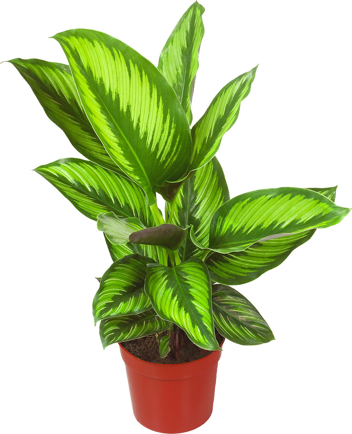 Kalatea mix (Calathea)
priemer kvetináča: 12 cm