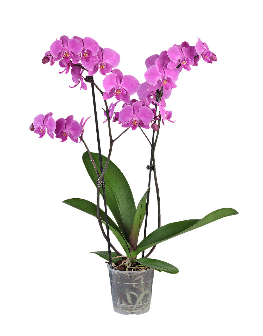 Zobrazit nabídku Orchidea-Phalaenopis 