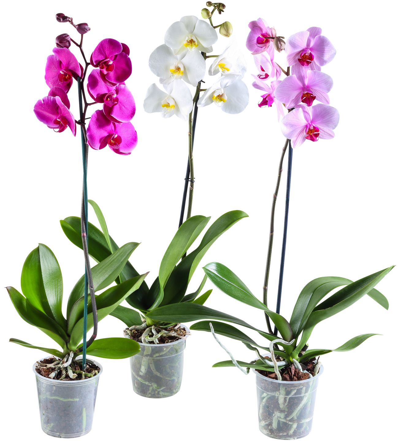 Orhideja Phalaenopsis 
