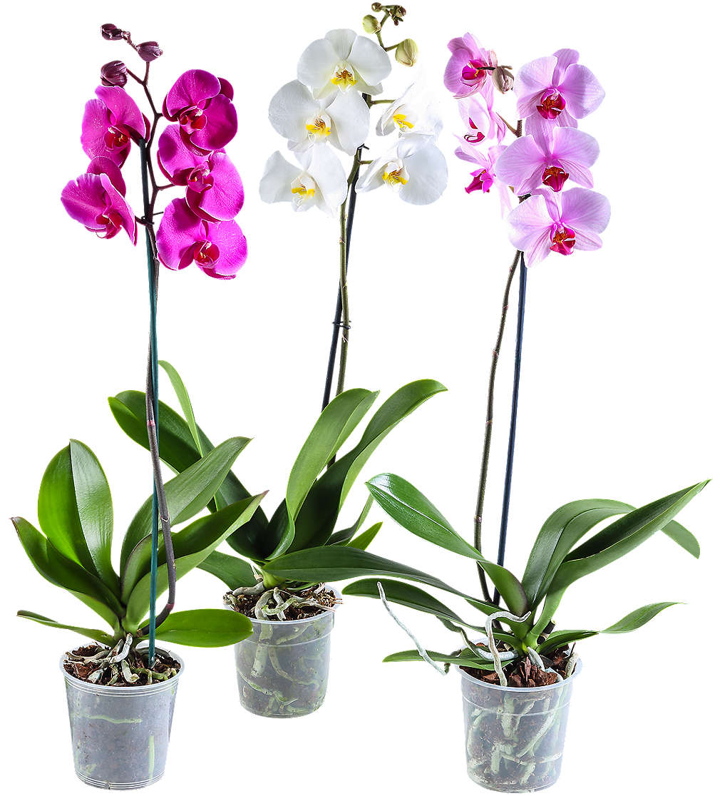 Fotografija ponude Orhideja Phalaenopsis 