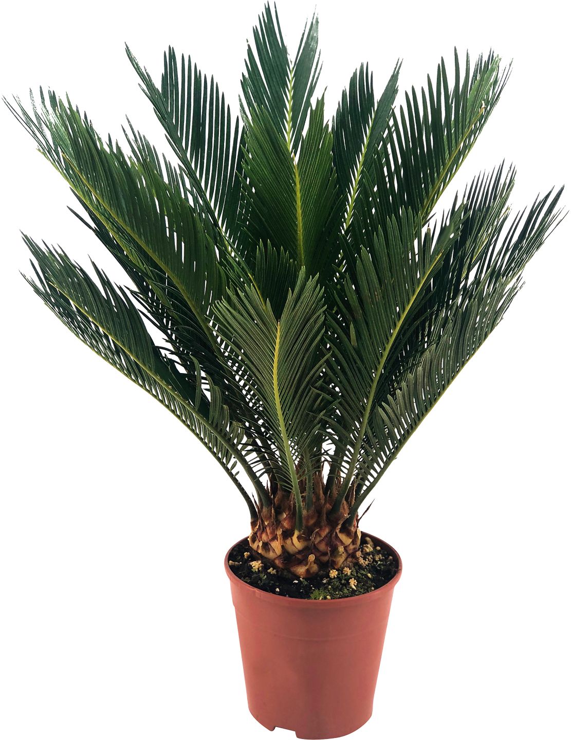 Cykas japonský (Cycas)
priemer kvetináča: 17 cm