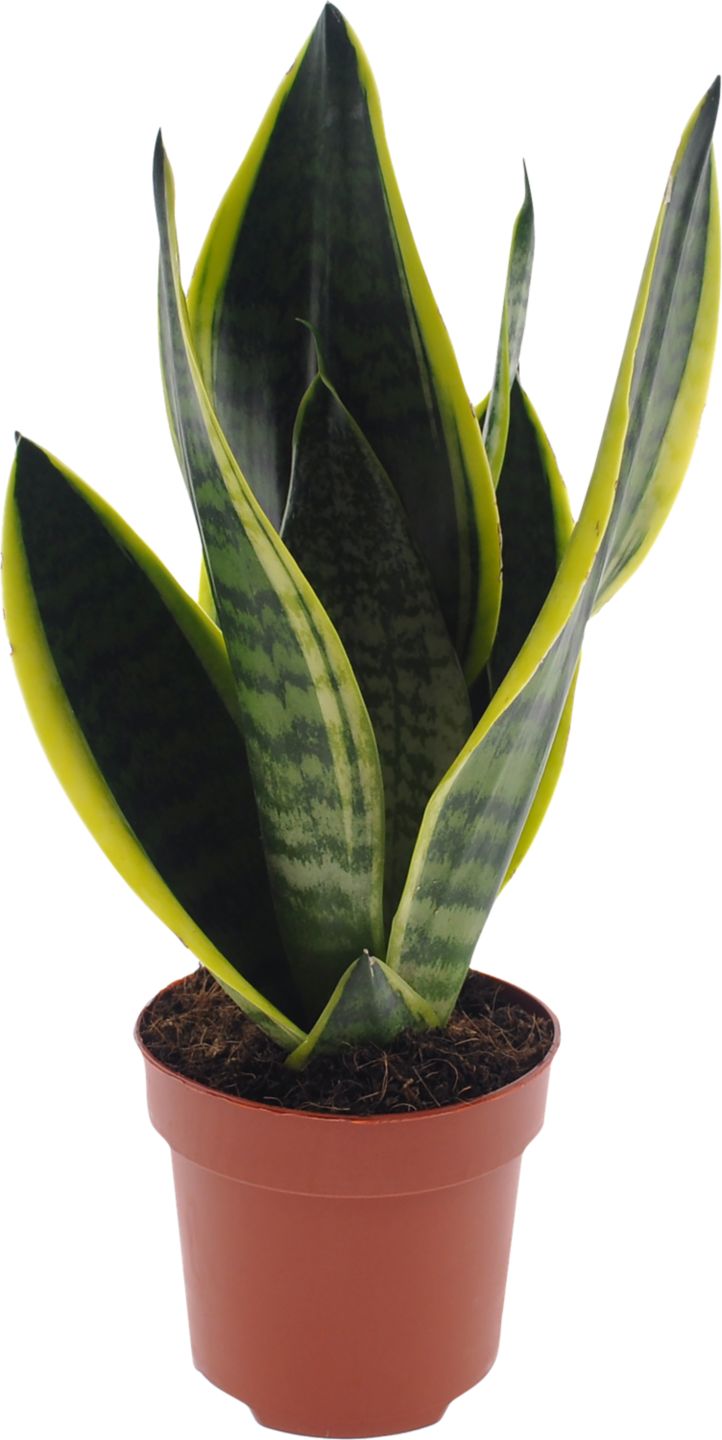 Svokrin jazyk Sansevieria