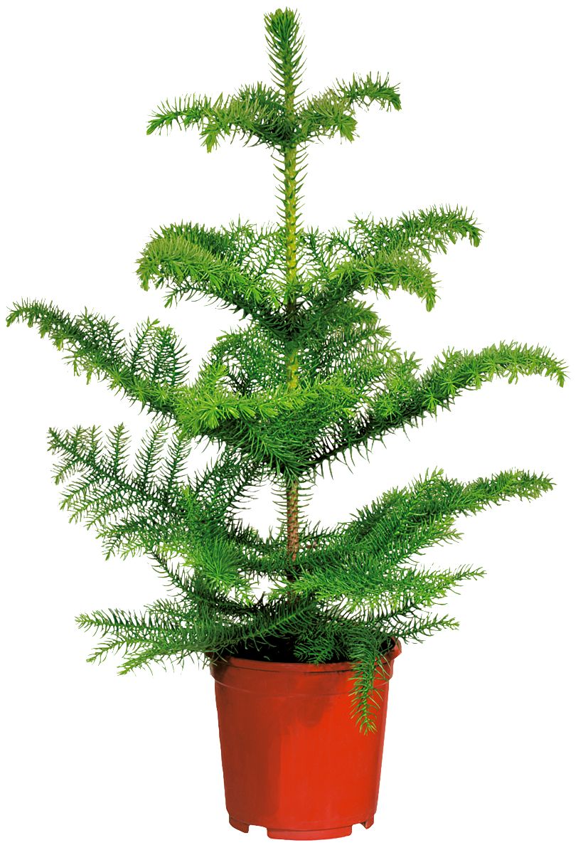 Araukária (Araucaria)