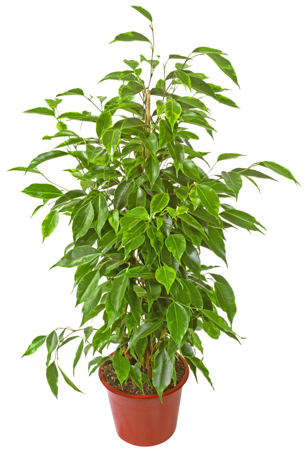 Fikus (Ficus)