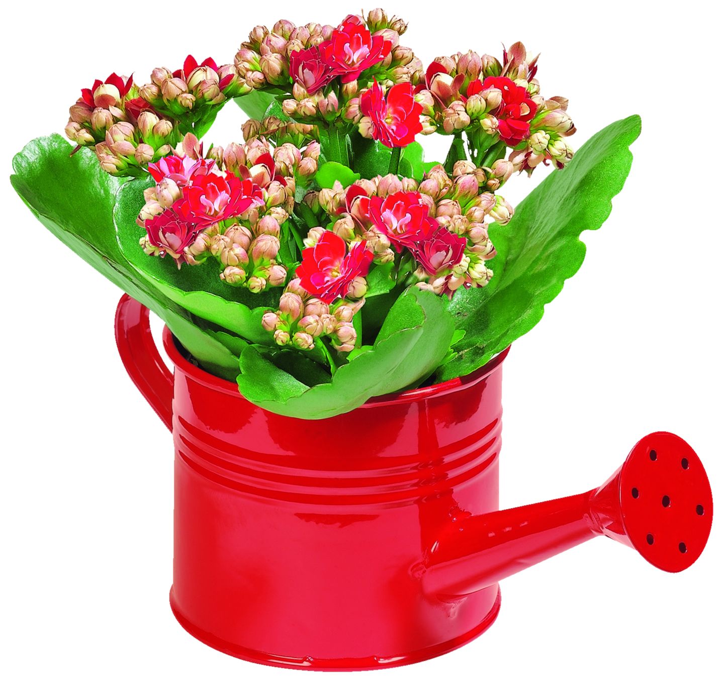 Kalanchoe Rosalina v konvičce