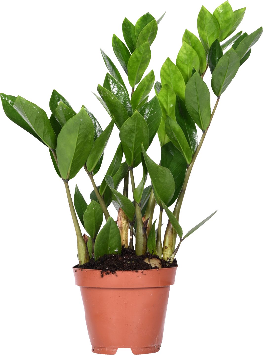 Zamiopalma (Zamioculcas)