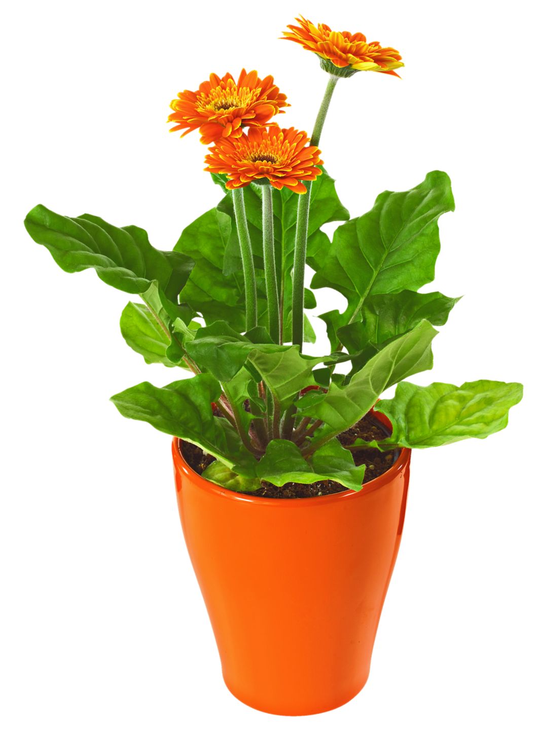 Gerbera v keramike izbová rastlina